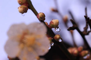 2014年3月　梅の花